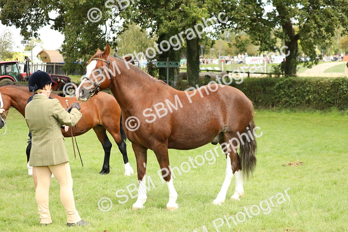 SBM_65417 - S47 - Mountain & Moorland In Hand Large Breeds