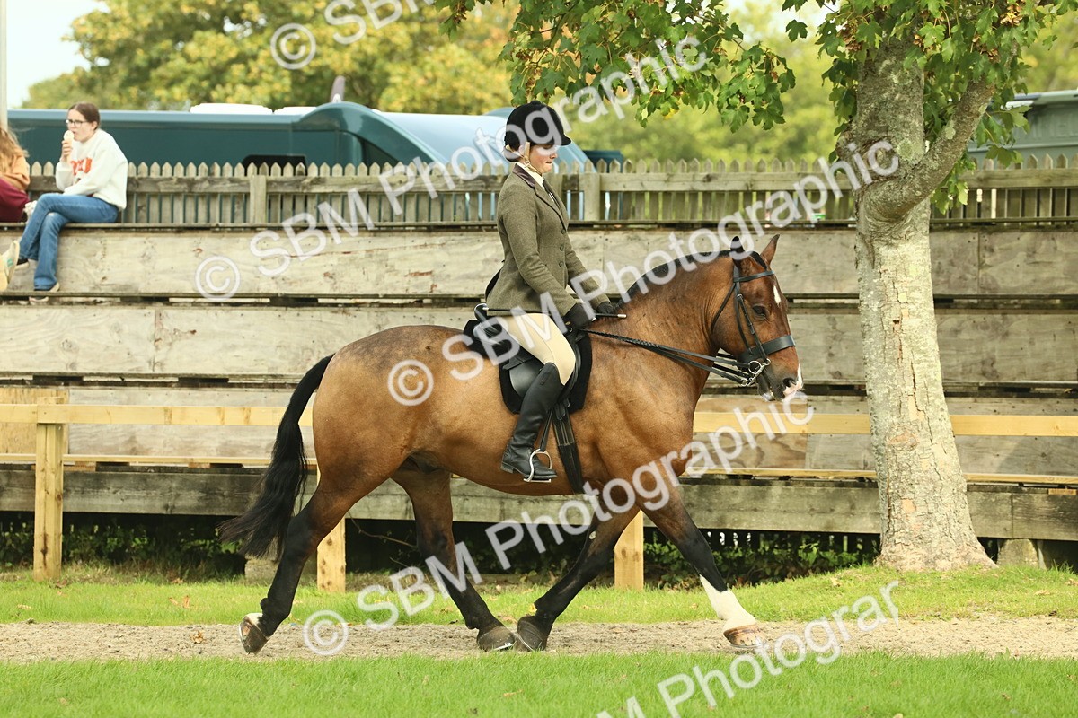 SBM_68202 - S58 - Mini Show Cob Ridden