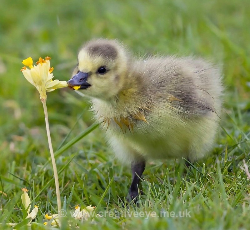 No.0097 She loves me, she loves me not - Animal world