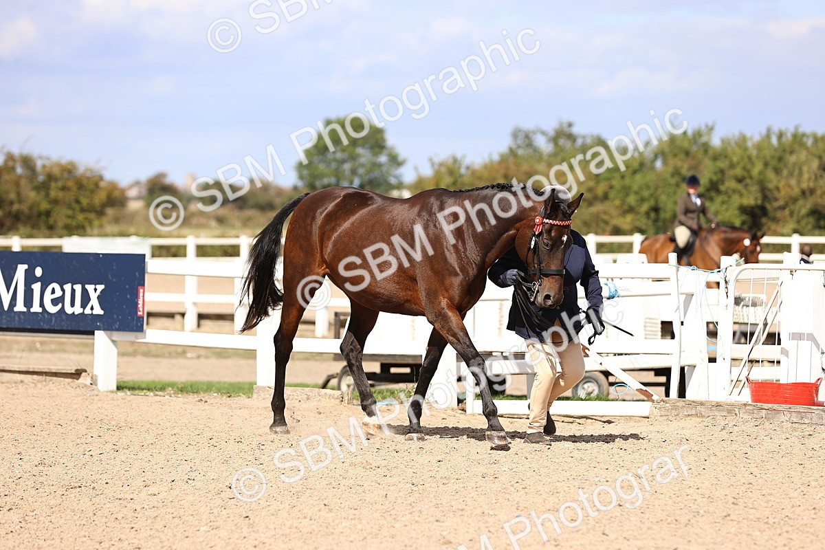 SBM_14258 - Class 411 - Prettiest Mare (IH OR Ridden) Adult