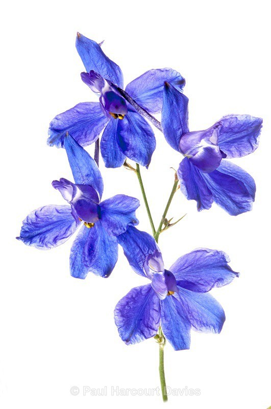 Forking Larkspur (Consolida regalis) - Plants - WB