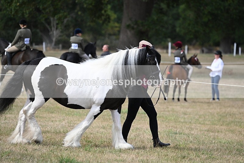 WJ6_6426 - Class 20 In-hand Cob