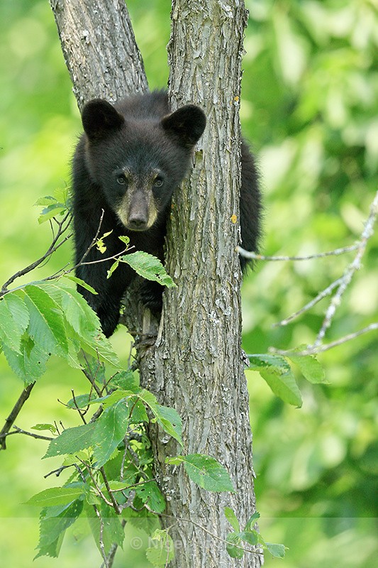 Black Bear cub in tree, Minnesota, USA - American Black Bear