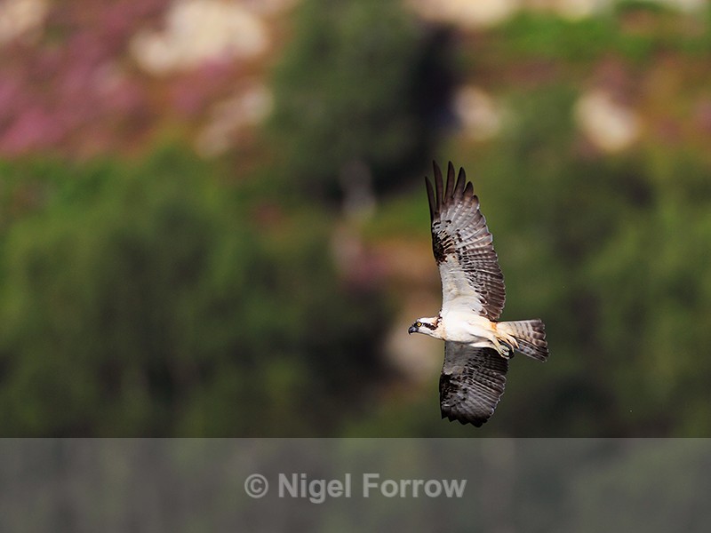 Osprey in flight at Rothiemurchus - Osprey