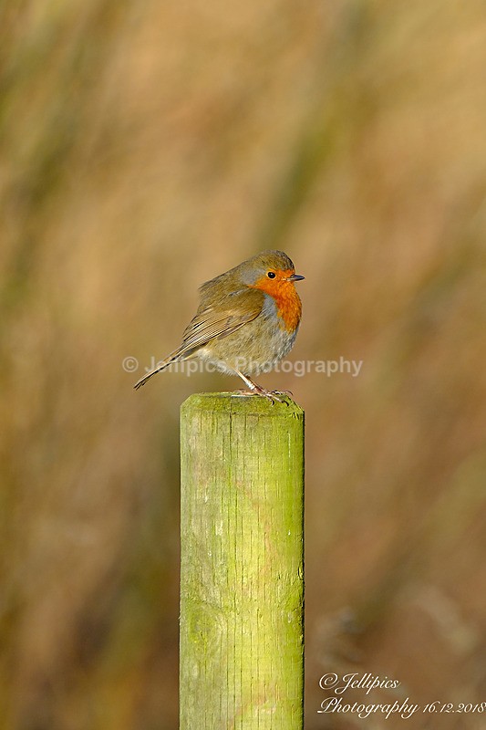  - Wildlife and Nature