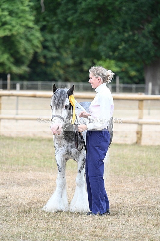 WJ7_9674 - Class 5 Most Handsome Gelding (up to 14.2hh)