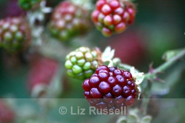 Ripening berries - Flora