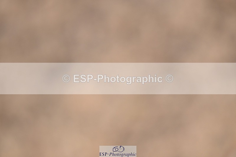 250322-134527-01095 - SJ 90cm (Elementary 2) and Presentations