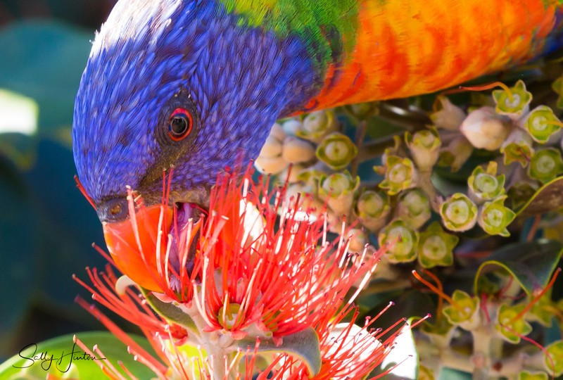 Lorikeet Tongue 4