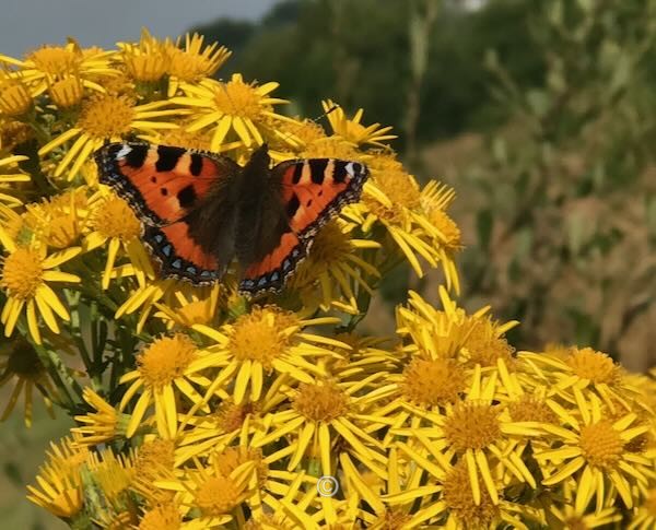 Butterfly. - Paul Lawrie Golf Centre Devenick Course.
