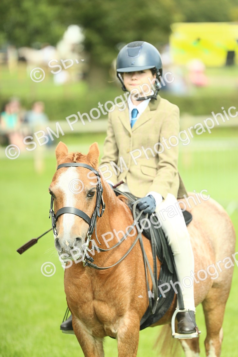 SBM_44804 - S31 - Working Hunter Pony