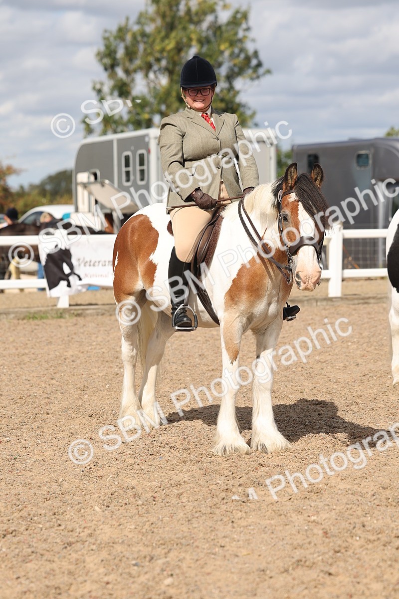SBM_14792 - Class 308 - Ridden Coloured Horse