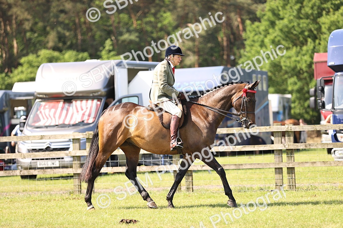 SBM_12974 - Class 75-76 LIHS BSHA Rising Star Hack Riding Horse