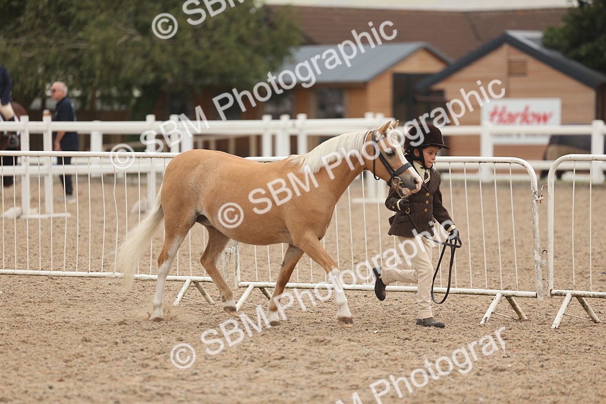 SBM_00529 - Class 13 Young Handler