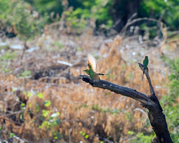 India B-230 - Wildlife of India