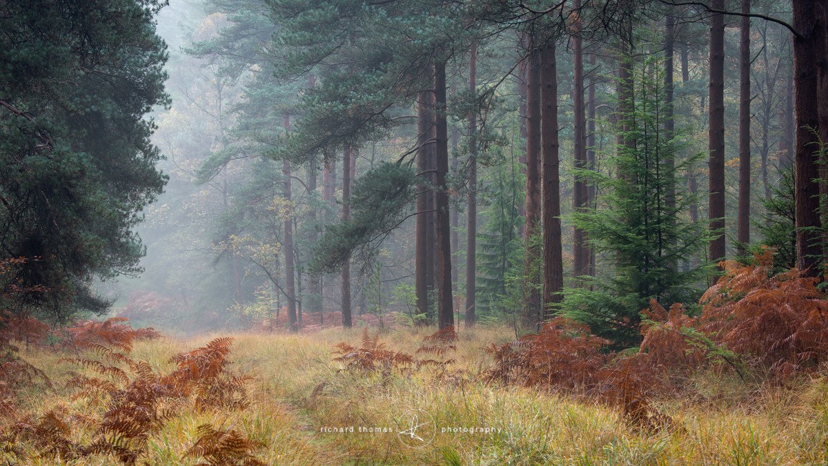 Ridge Gold - Woodland