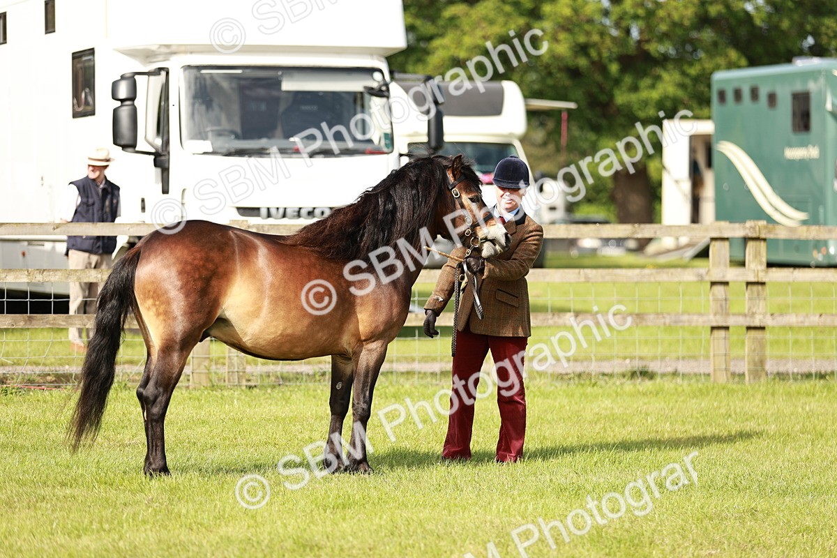 SBM_00645 - Class 14-23 - Mountain & Moorland In Hand Non Welsh