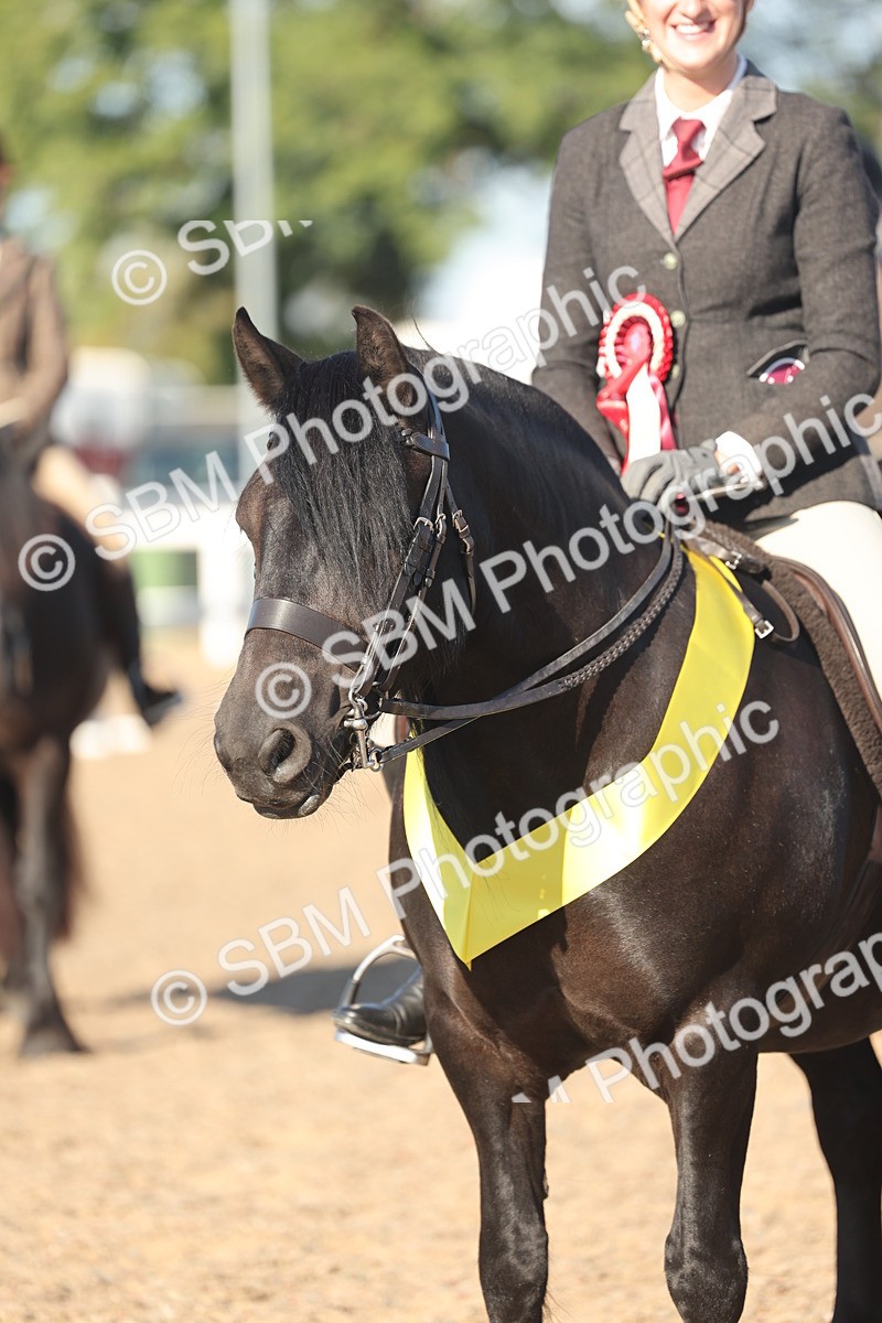 SBM_11113 - Class 302 - Ridden M&M Large Breeds