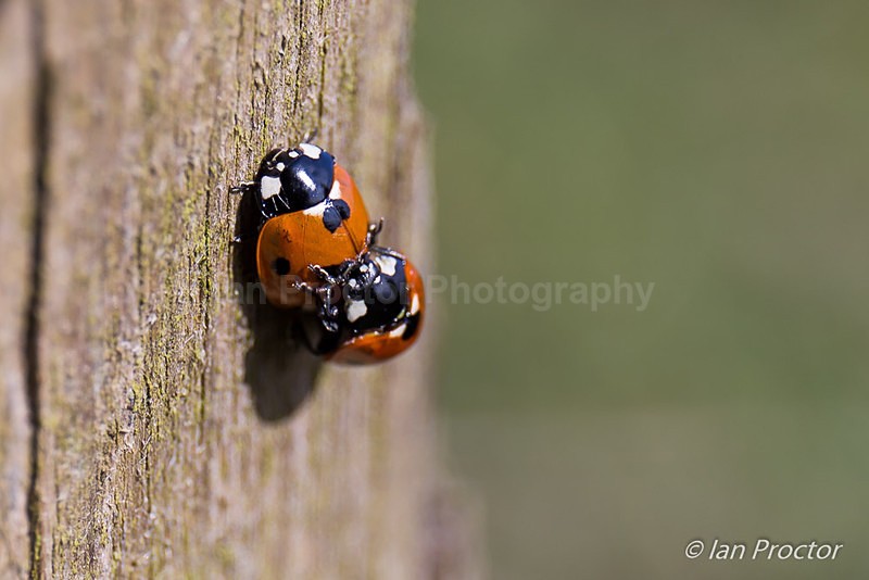 Ladybird Love - Nature