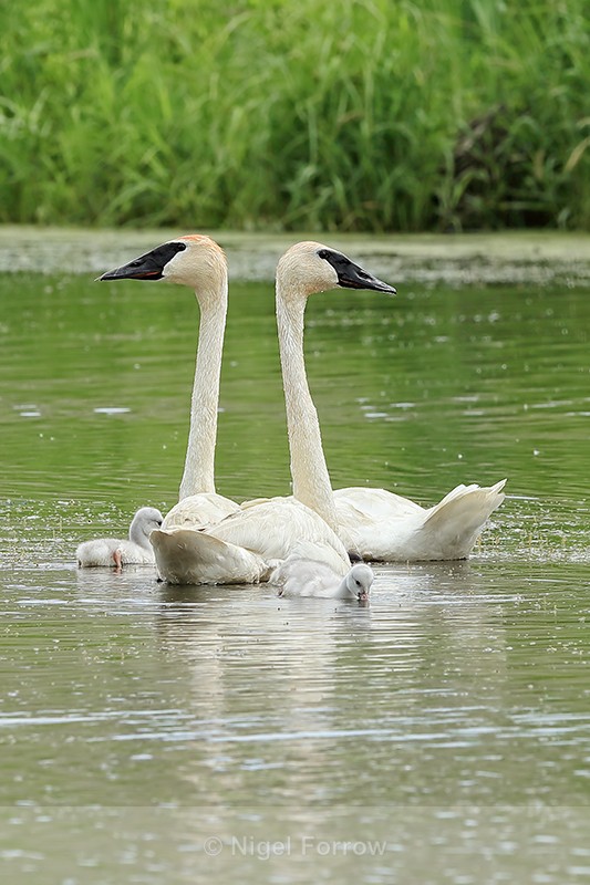 Trumpeter Swan pair, Buffalo, Minnesota - Trumpeter Swan