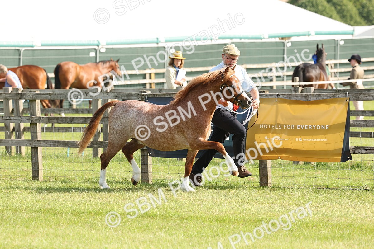 SBM_00641 - Class 6-13 - Mountatin and Moorland In Hand Welsh Breeds