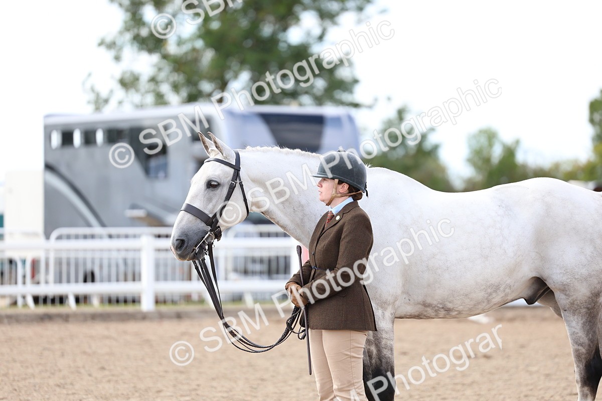 SBM_18698 - Class 317 - IH Pure Bred Horse-Pony