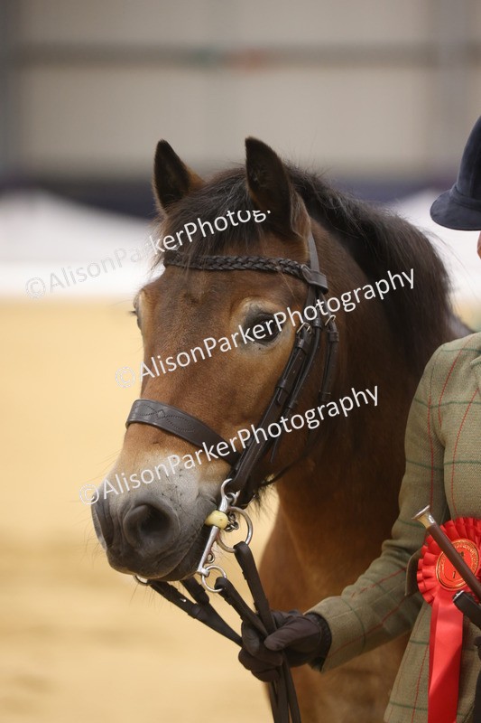 20260913-1068 - Class 109 - Bred On Exmoor In Hand