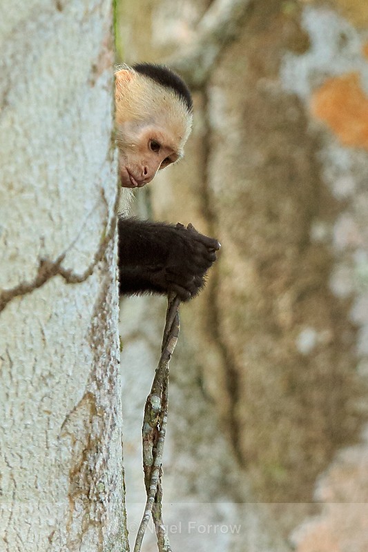 White-throated Capuchin examining vine, Costa Rica - Monkey