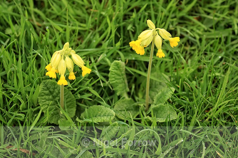 Cowslip, Hill Bottom, Dorset - PLANTS