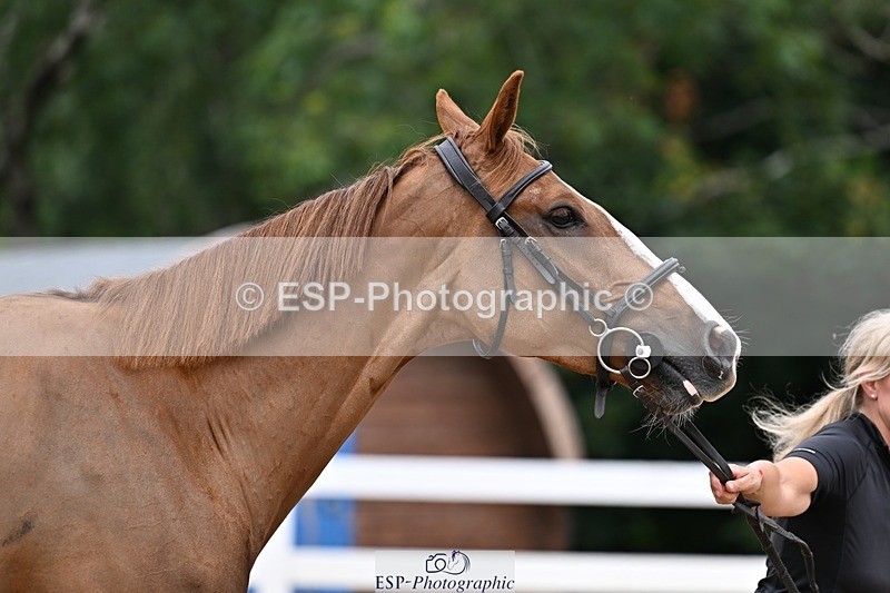 250716-133347-00572 - Trot Up 1.30 to 2.30