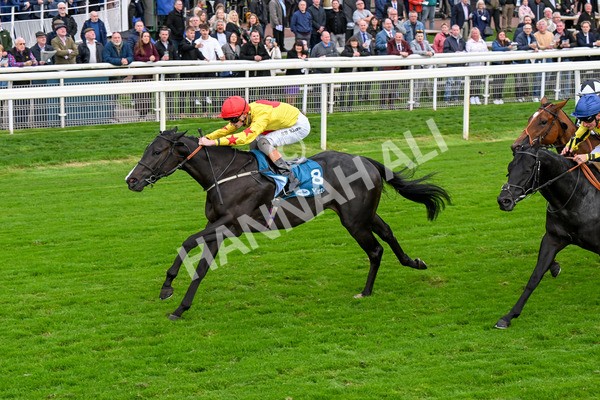 101025-Race 5-Go Vince Go-0411 - Race 5 Parsonage Hotel And Cloisters Spa Nursery Handicap at York