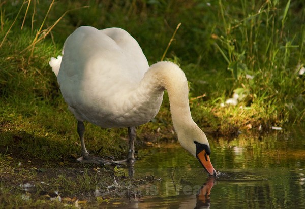 Frear-Swan - For T&C