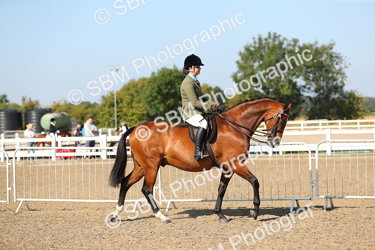 SBM_02177 - Class 43 Ridden Competition Horse/Pony