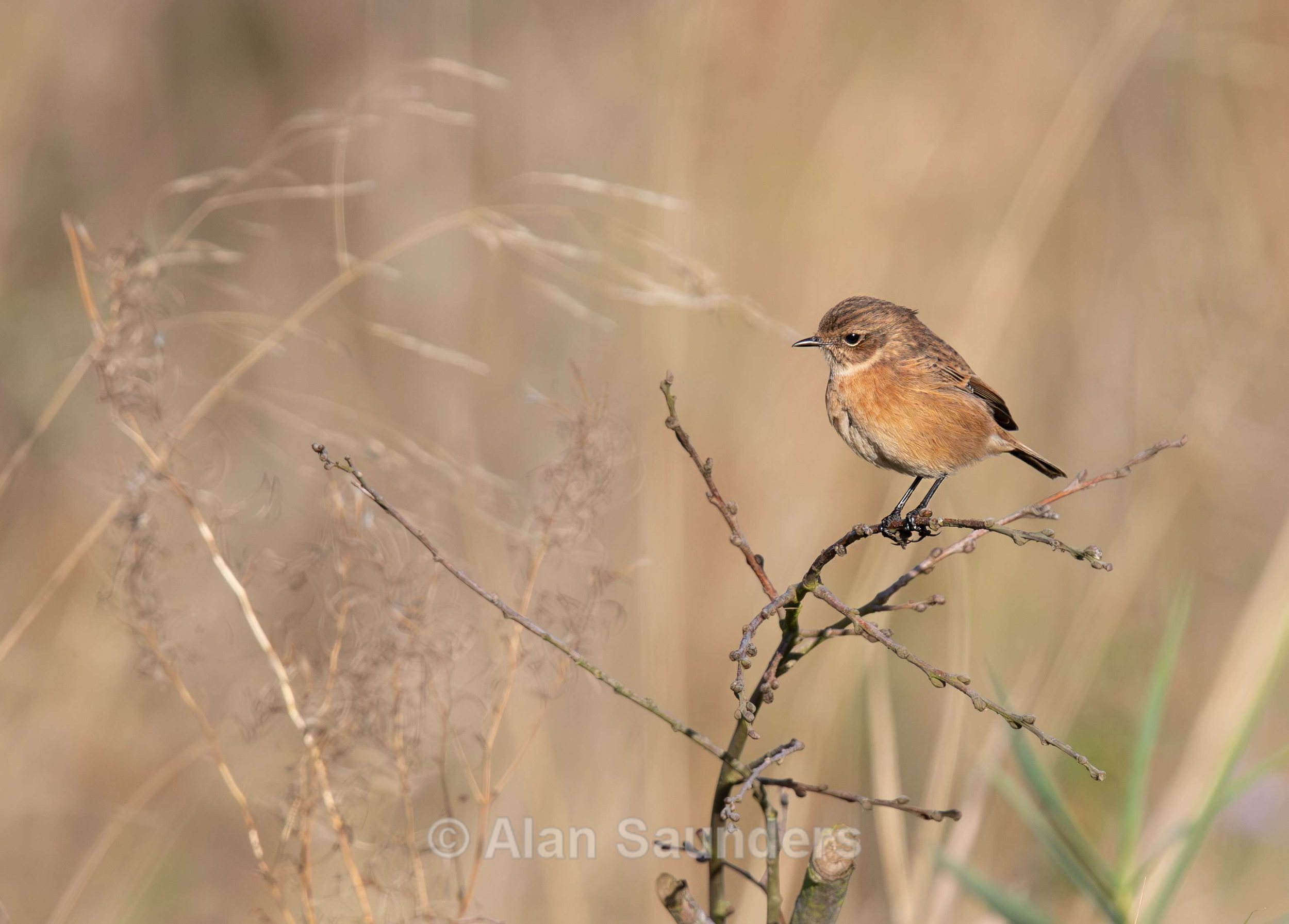 Stonechat 11