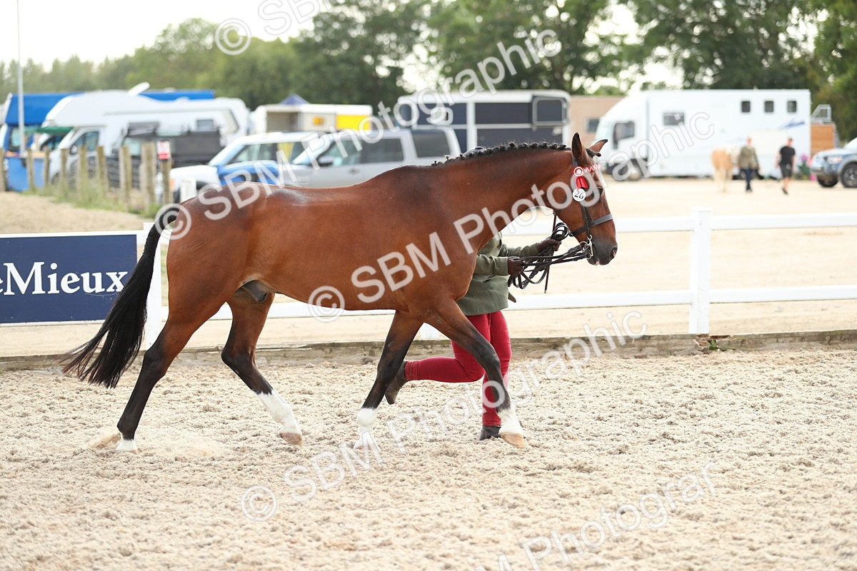 SBM_08540 - Class 28 - IH Veteran Horse