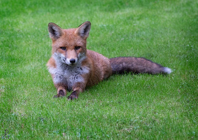Our Boy - Wildlife
