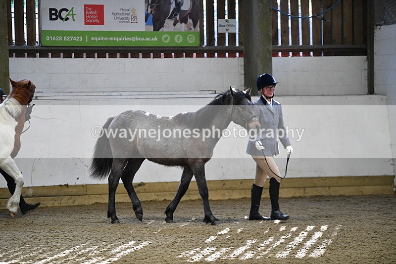 WJ5_3345 - Class 1 Youngstock