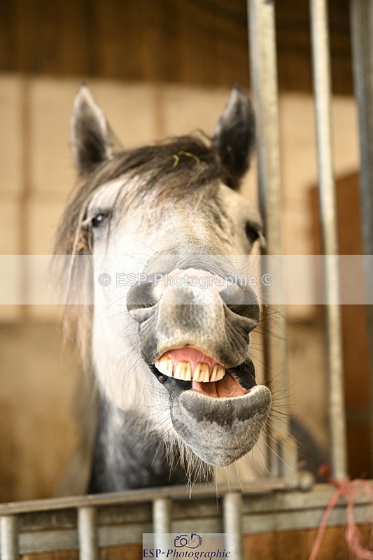 240809A-085521-00030 - Stable Shots