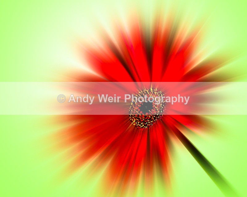 170709-Plants  Flowers0001 - Plants & Flowers