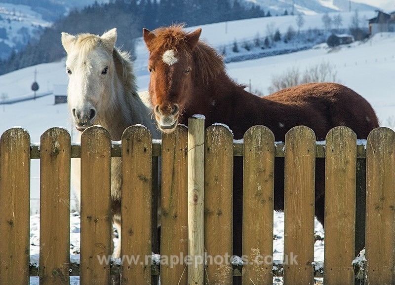 Two Friends - Horses & Ponies