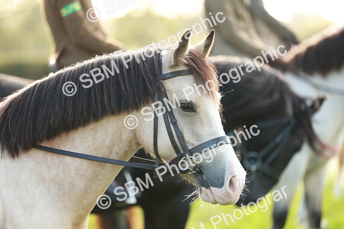 SBM_28798 - S7 - Novice & Newcomer Ridden Pony