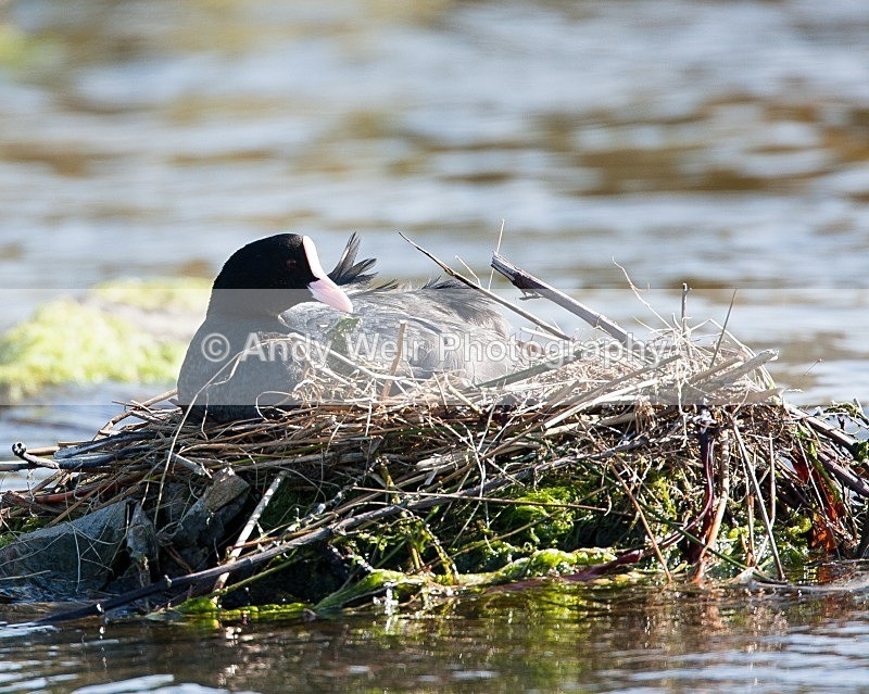 20090524-226 - Rails & Coots
