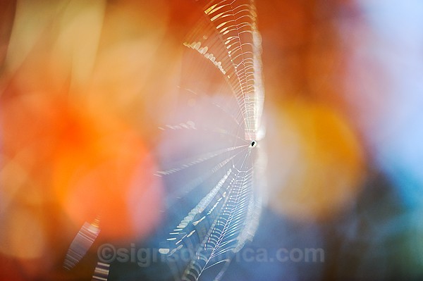 Spider Web Kenya
