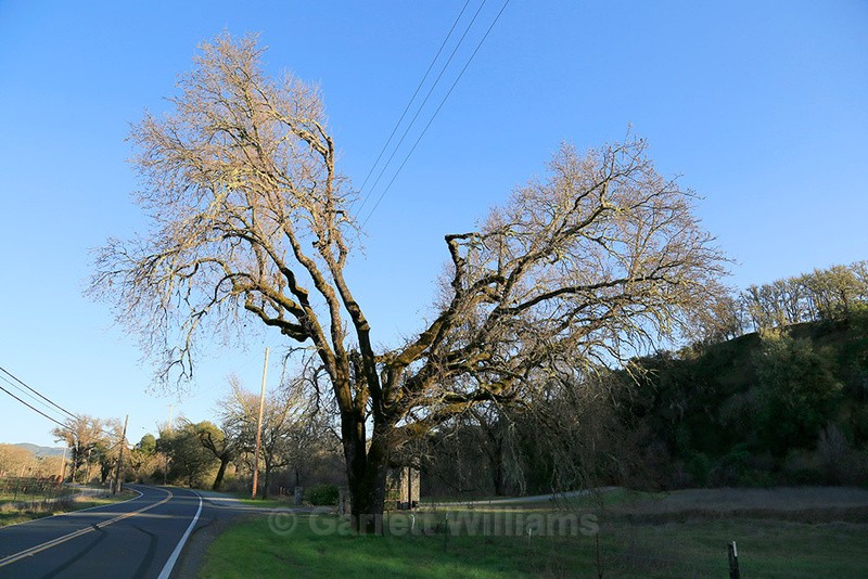 Highway 175, Hopland, California - Roadside