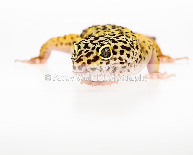 20140120-3K8A8402 - Lizards