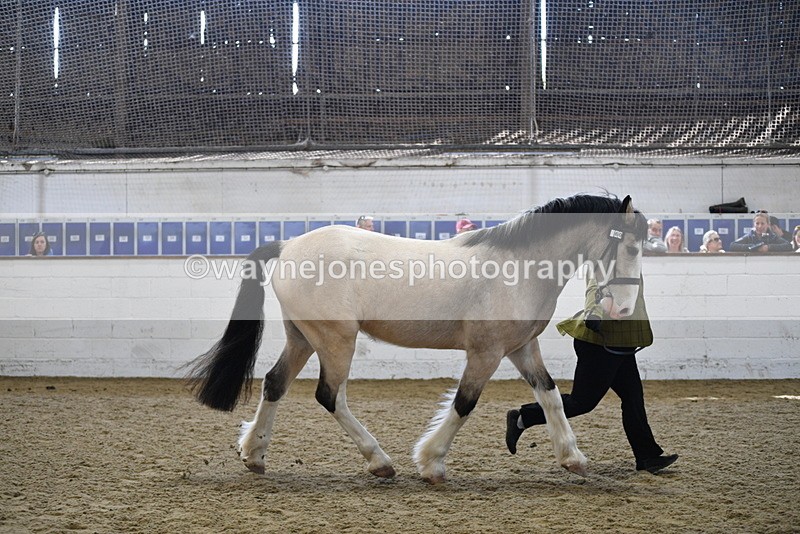 WJ5_4510 - Class 3 Part Bred In hand