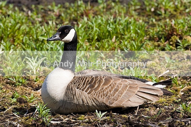 20100501-WE 039 Canada Goose_edited-1 - Geese