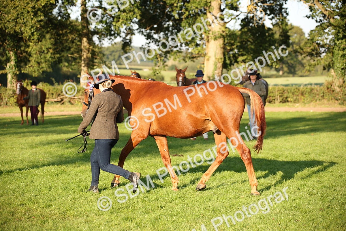SBM_57579 - S50 - Foreign Breeds In Hand