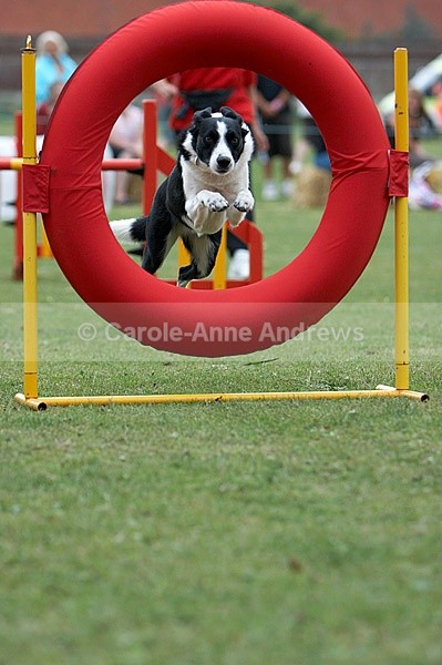  - Tendring Agility Group- St Osyth Summer Fete