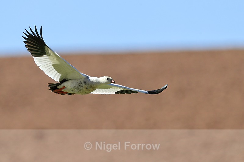 Andean Goose flying, wings outstretched, Chile - Andean Goose